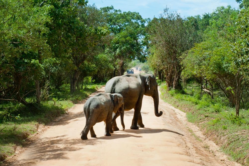 Yala National Park