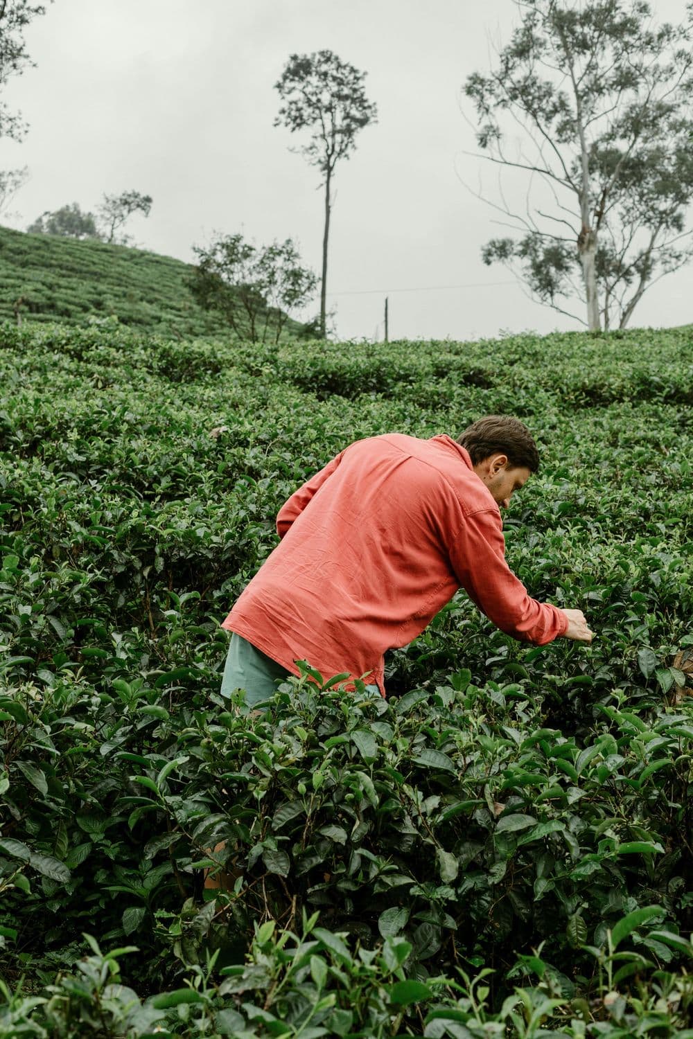 Tea Plantation Walking Tour