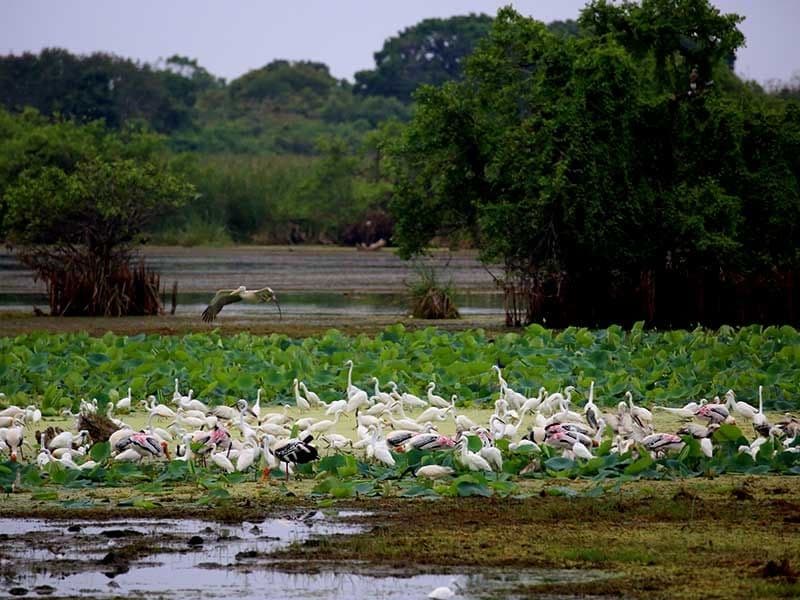 Kumana Bird Sanctuary Detour