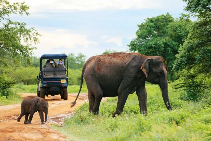 Jeep Safari to observe elephants